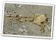 A completely dessicated dead cow