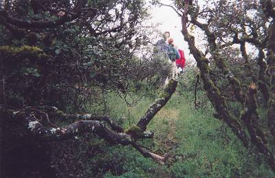 on top of El Sombroso