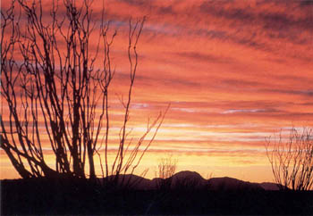 Ocotillo plants on the East side desert