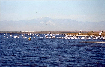 Dinesh approaching pelicans